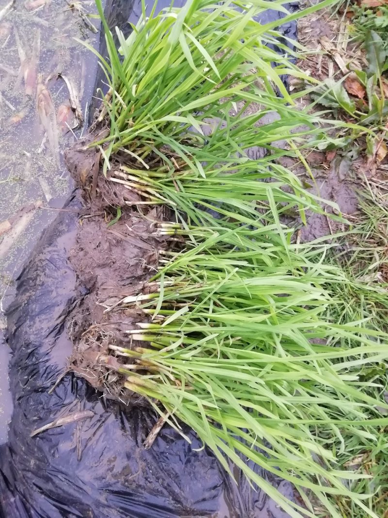 浙茭7号早熟双季茭白种苗，浙江金华直发