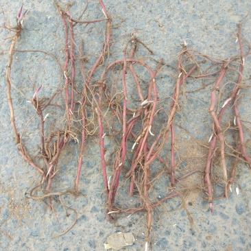 紫菀苗紫菀芽，上面是每斤价格，免费技术指导