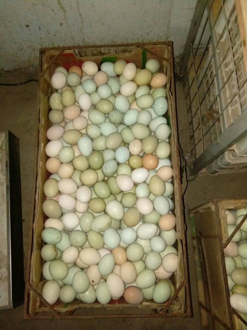 长期批发与零售土鸡和土鸡蛋。招代理，非诚勿扰。