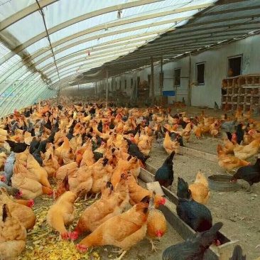 长期批发与零售土鸡和土鸡蛋。招代理，非诚勿扰。