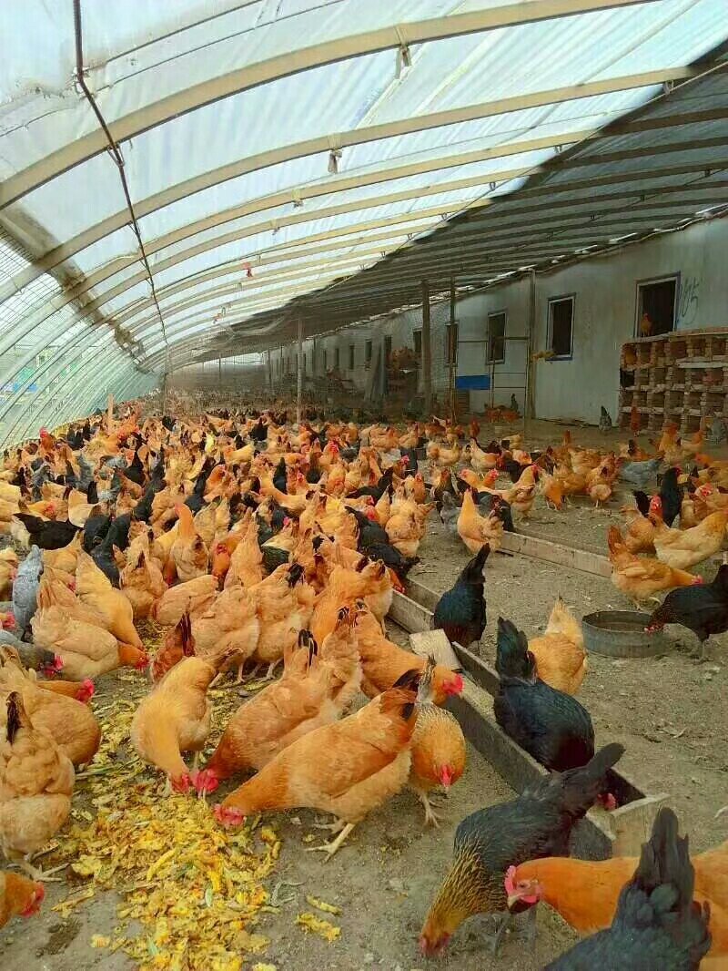 长期批发与零售土鸡和土鸡蛋。招代理，非诚勿扰。