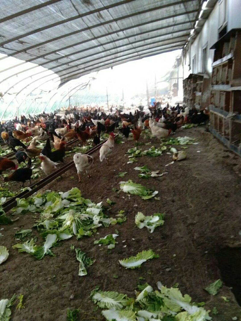 长期批发与零售土鸡和土鸡蛋。招代理，非诚勿扰。