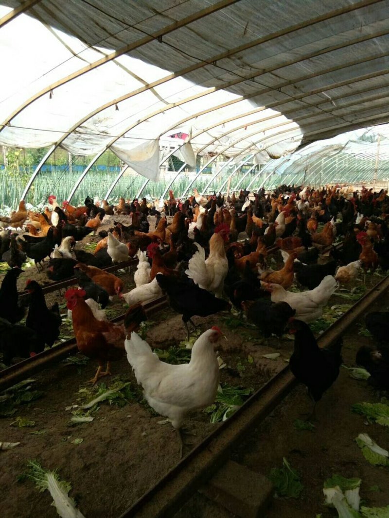 长期批发与零售土鸡和土鸡蛋。招代理，非诚勿扰。