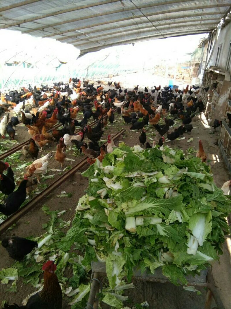 长期批发与零售土鸡和土鸡蛋。招代理，非诚勿扰。