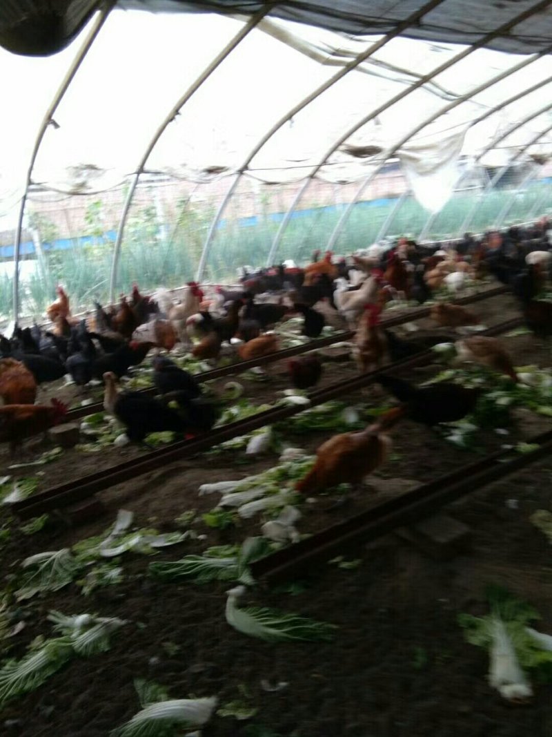 长期批发与零售土鸡和土鸡蛋。招代理，非诚勿扰。