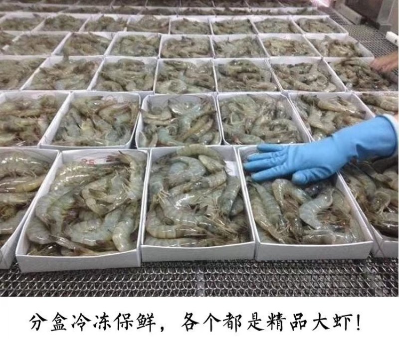 多尔水冻大虾
