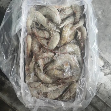 多尔水冻大虾