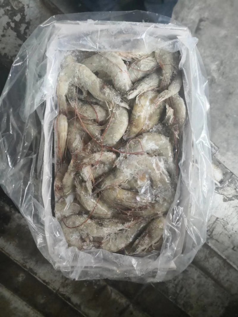多尔水冻大虾