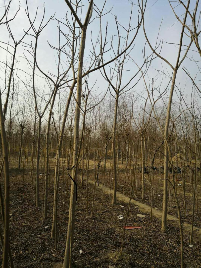 大量低价销售，2-12公分火炬树，火炬苗，造林苗