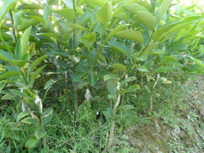 香水柠檬北京柠檬青柠檬苗尤力克