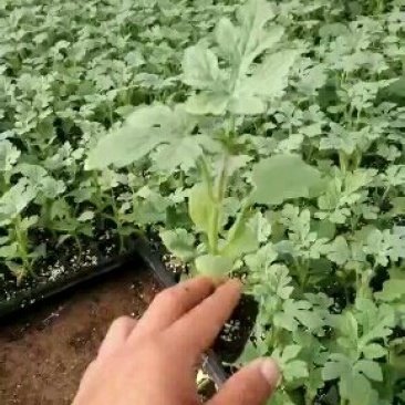 出售西瓜直生苗，嫁接苗，欢迎来电咨询！