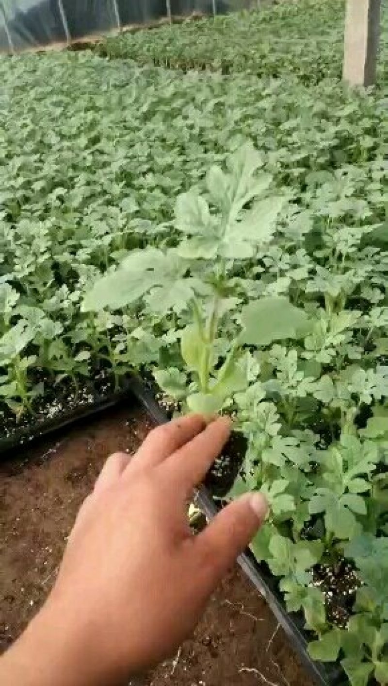 出售西瓜直生苗，嫁接苗，欢迎来电咨询！