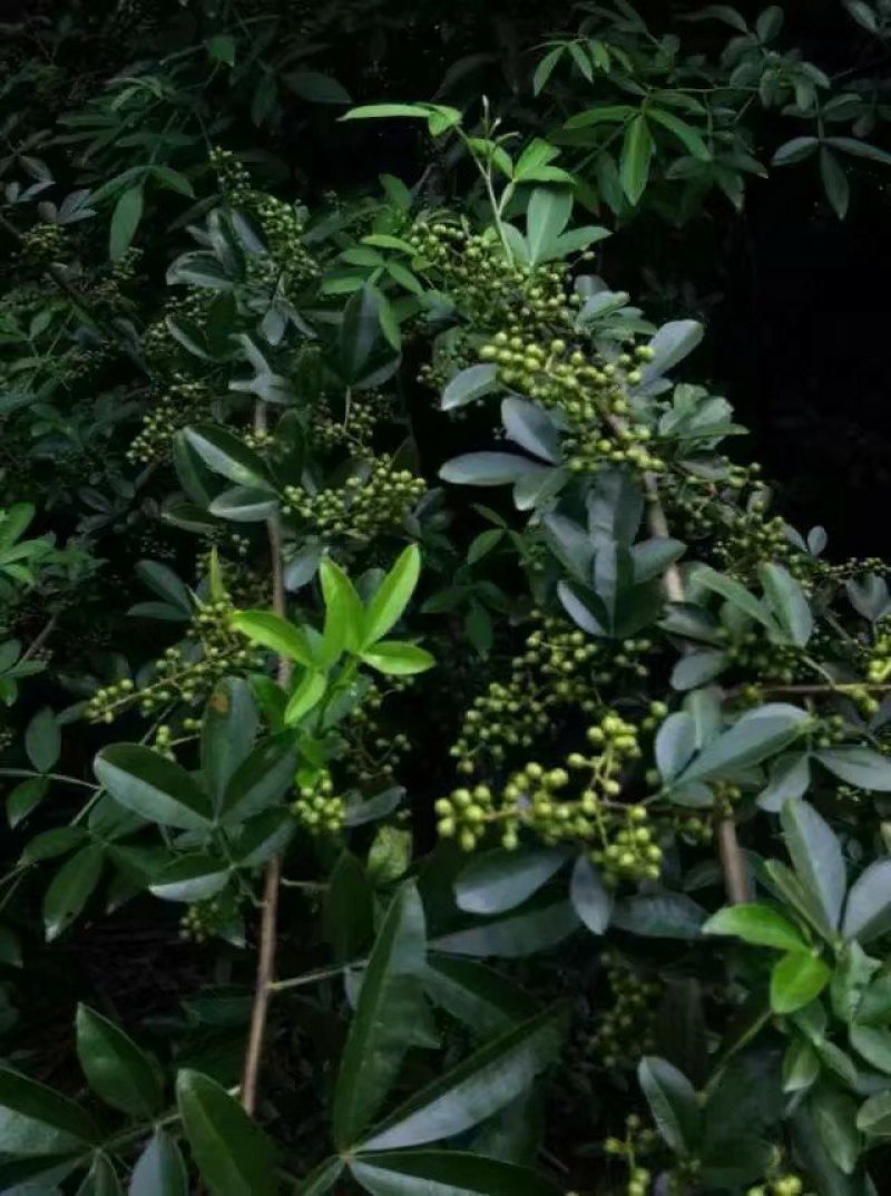 青花椒