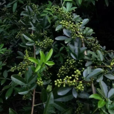 青花椒