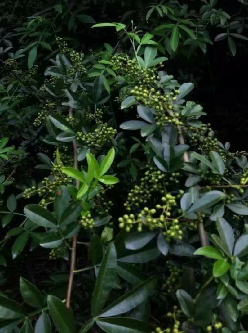 青花椒