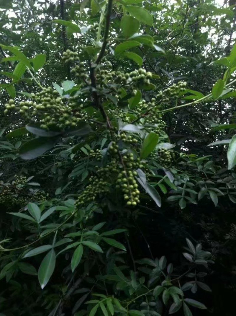 青花椒