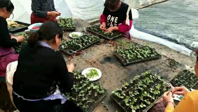 西瓜，预订五月份嫁接苗