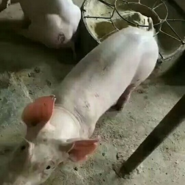大约克母猪长白母猪大白母猪种猪包邮包活包健康量大从优