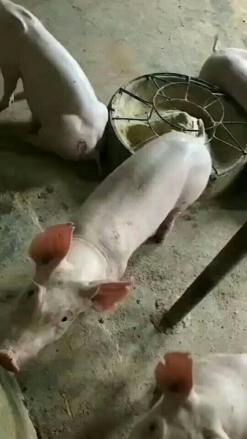 大约克母猪长白母猪大白母猪种猪包邮包活包健康量大从优