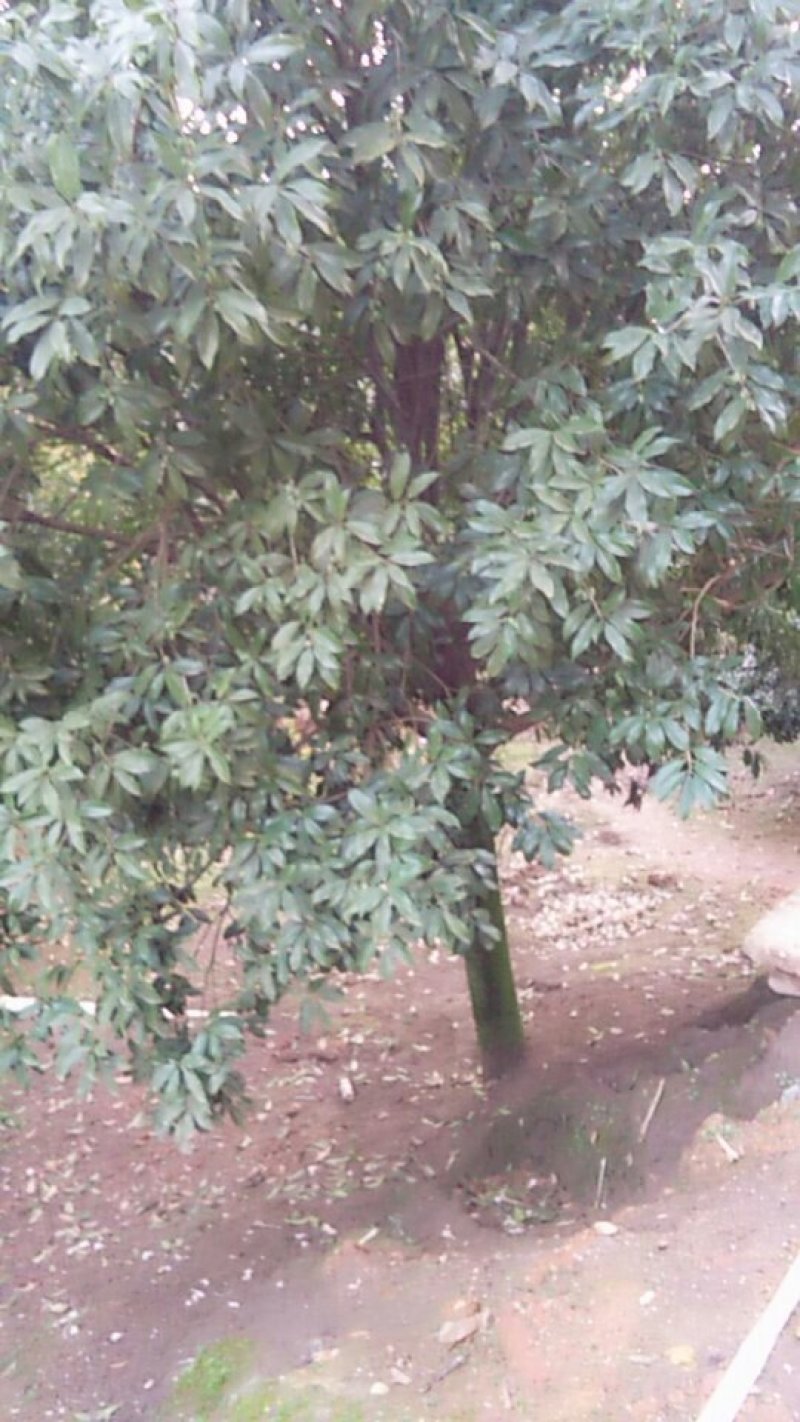 各种桂花大小都有