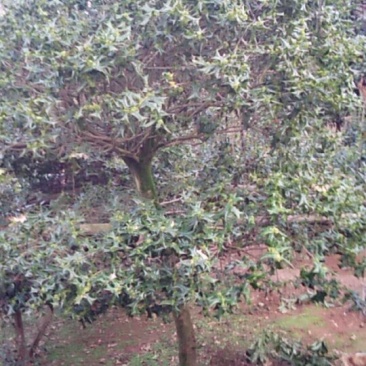 各种大小桂花树苗