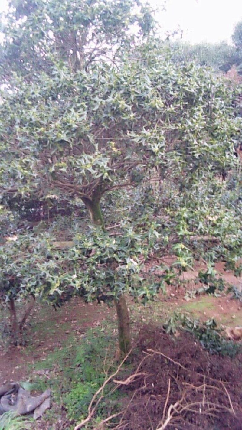 各种大小桂花树苗