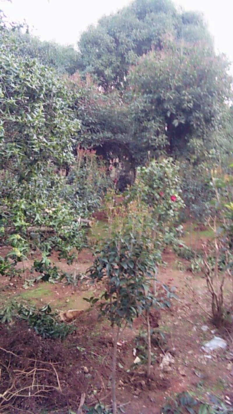 各种大小桂花树苗