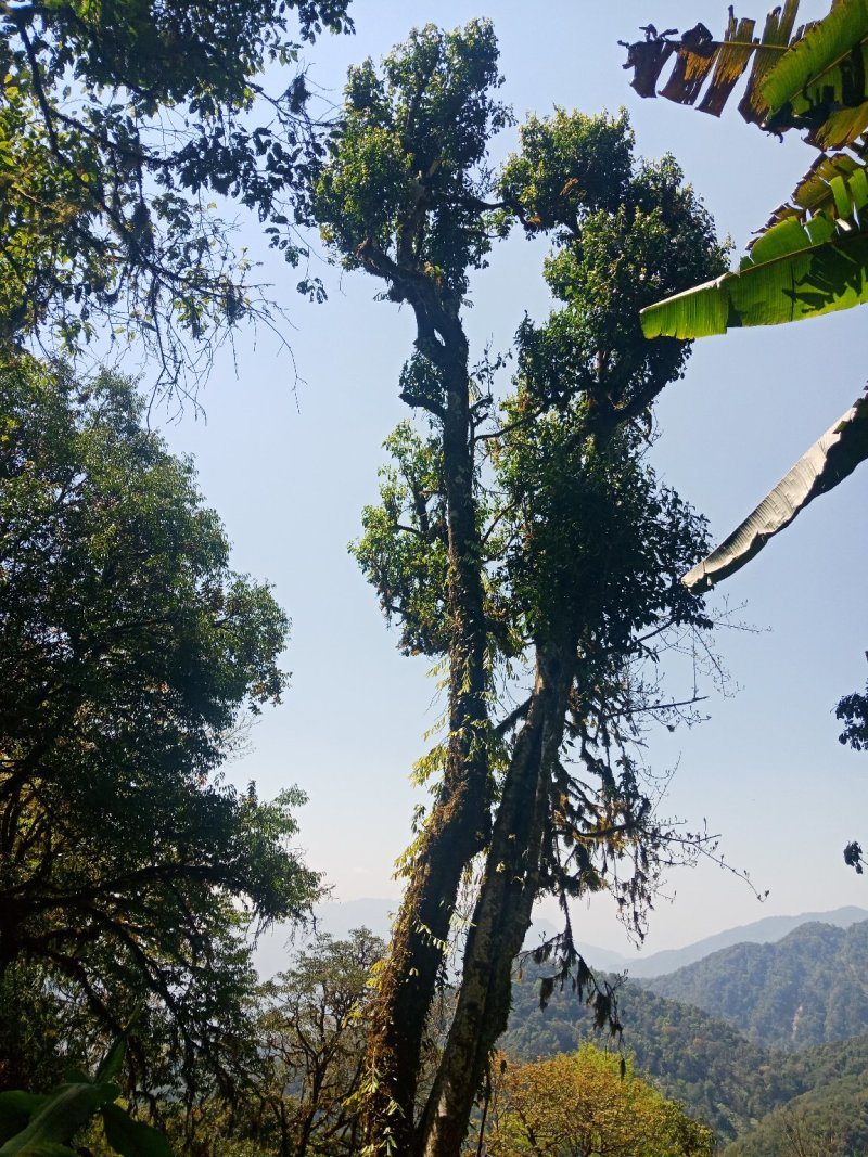 野生型古树茶