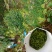 野生型古树茶