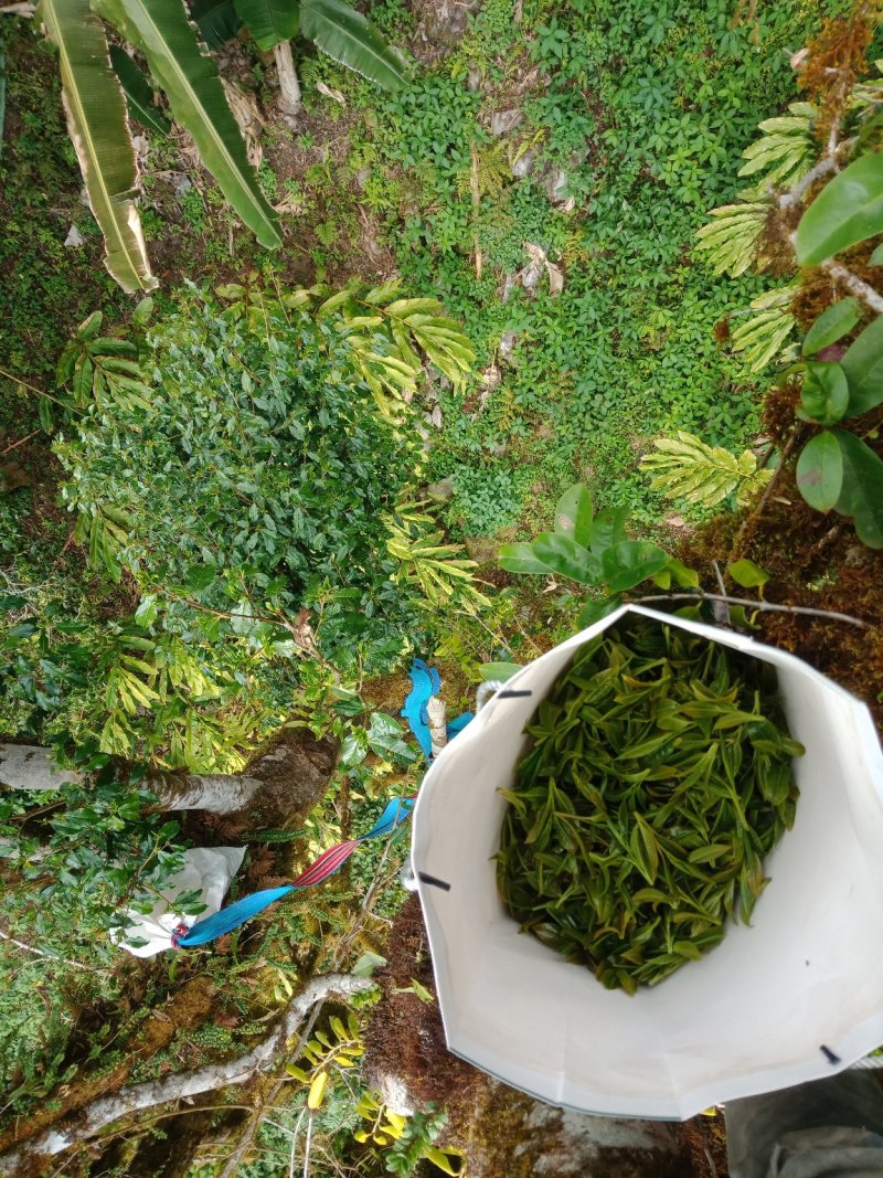野生型古树茶