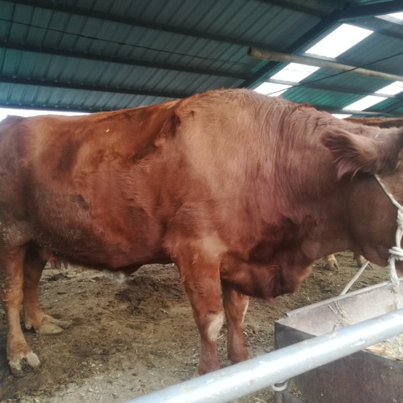 供应纯种牛犊肉牛犊改良肉牛犊，品种牛犊