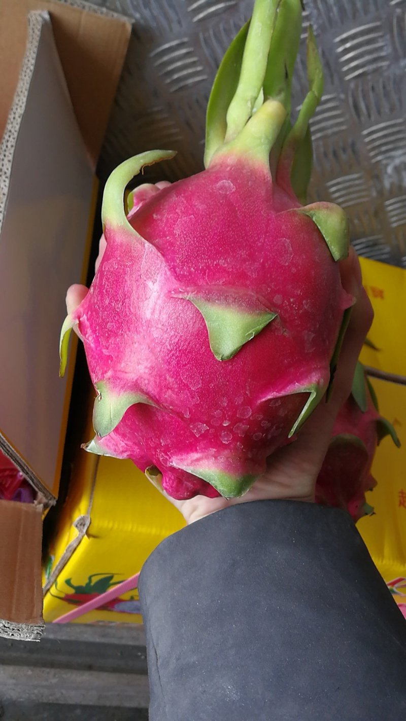 越南火龙果