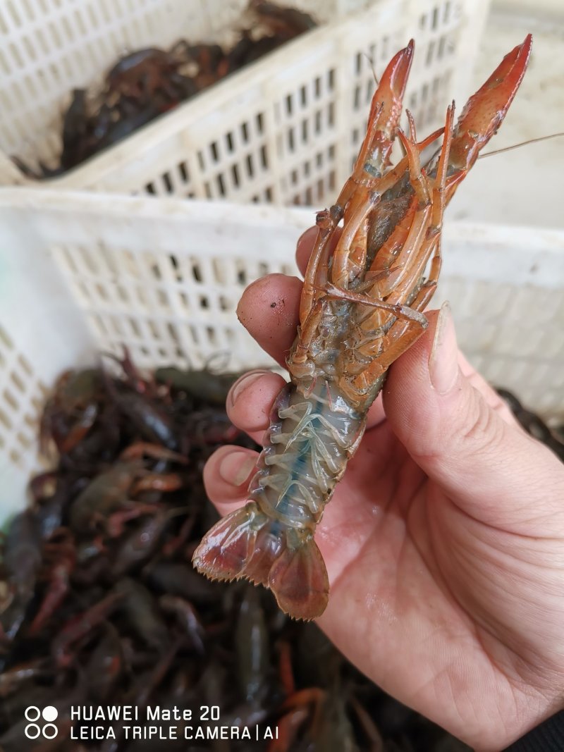 潜江清水小龙虾3-4钱4-6钱精品食用活虾纯青虾死亡包赔