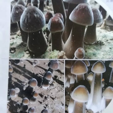 黑皮鸡枞菌菌种供应