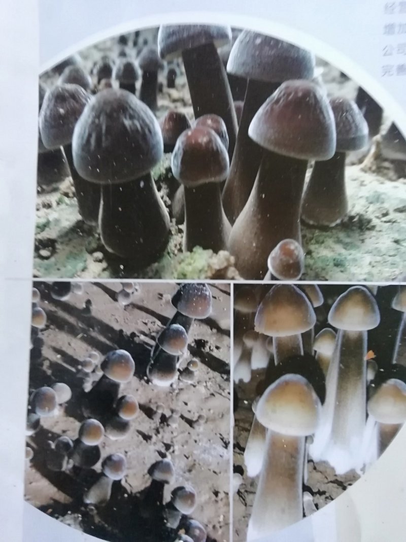 黑皮鸡枞菌菌种供应