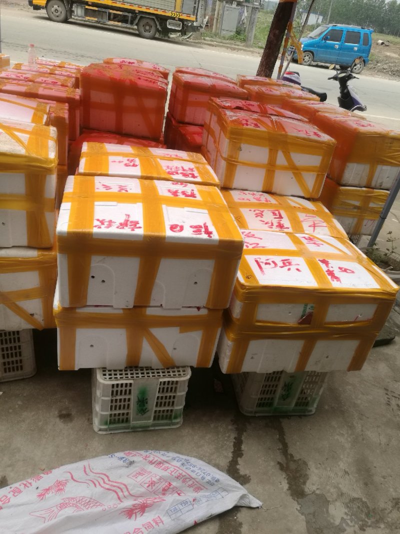 [推荐]精品潜江清水小龙虾纯青活虾，一手货源，运输死包赔