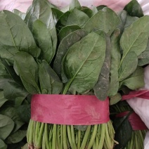 【热销】大量供应本地暖棚菠菜质量好。