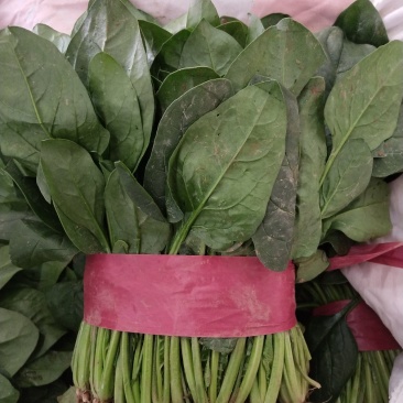 【热销】大量供应本地暖棚菠菜质量好。