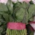 【热销】大量供应本地暖棚菠菜质量好。