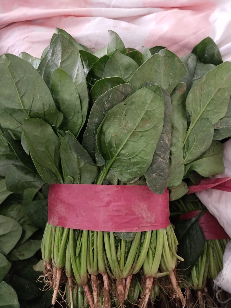 【热销】大量供应本地暖棚菠菜质量好。