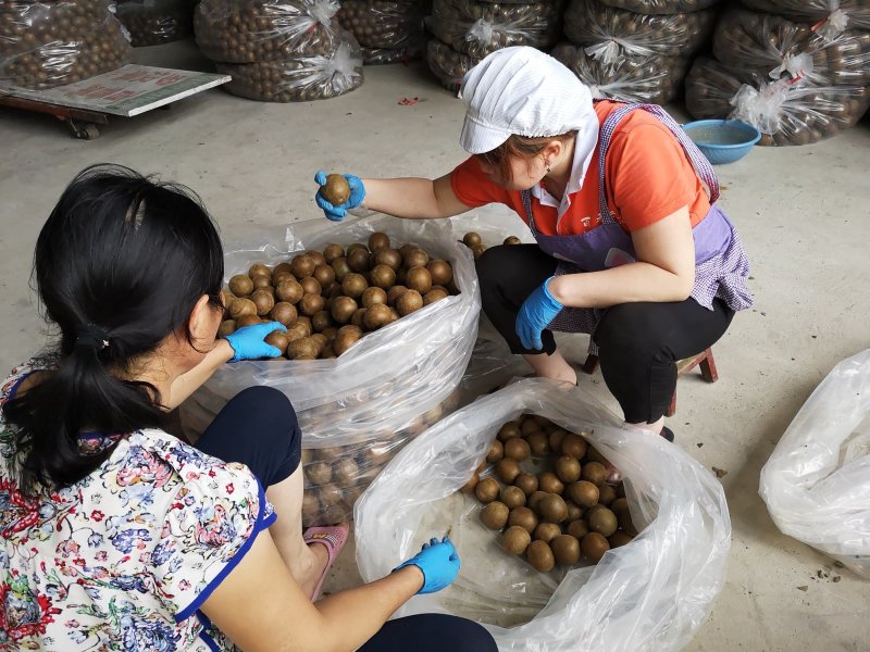 广西罗汉果产地发货龙脊特产永福罗汉果破果花茶