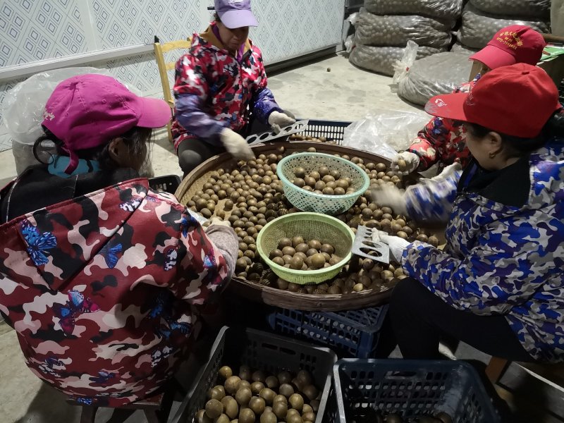 广西罗汉果产地发货龙脊特产永福罗汉果破果花茶