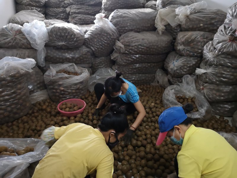 广西罗汉果产地发货龙脊特产永福罗汉果破果花茶