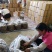 广西罗汉果产地发货龙脊特产永福罗汉果破果花茶