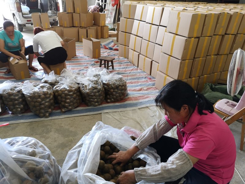 广西罗汉果产地发货龙脊特产永福罗汉果破果花茶