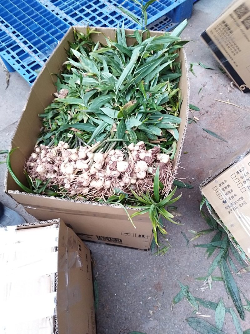 黄精块茎苗，大量供应，需要及时联系，需要赶快