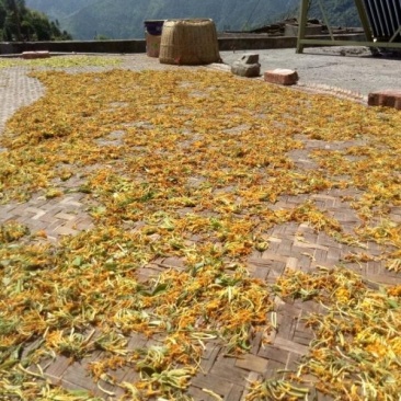 野生金银花农家日晒金银花
