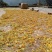 野生金银花农家日晒金银花