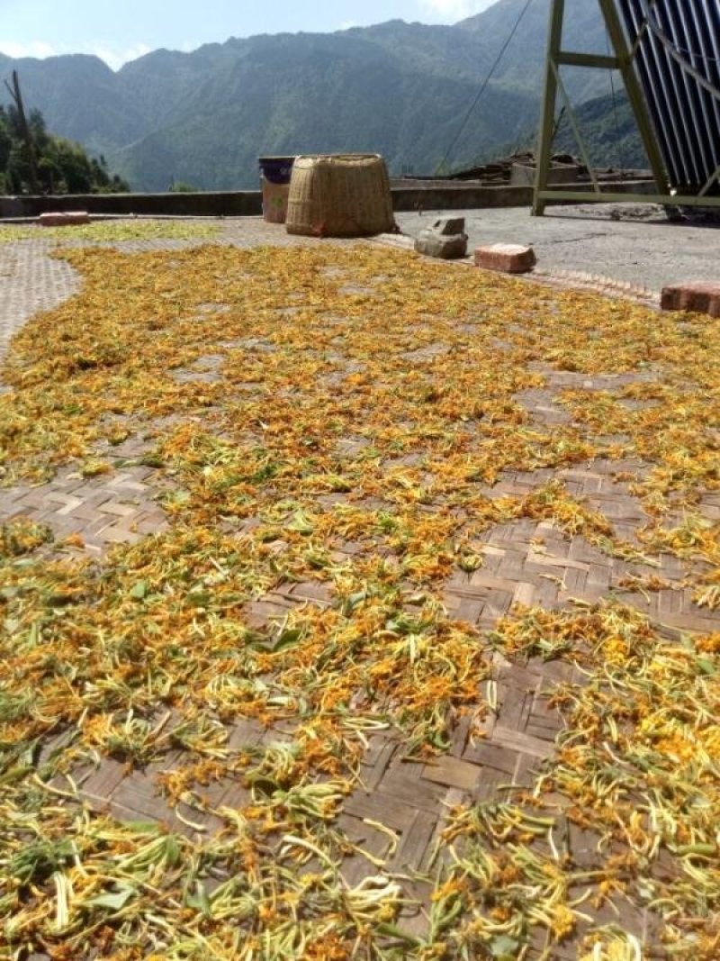 野生金银花农家日晒金银花