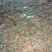 野生金银花农家日晒金银花